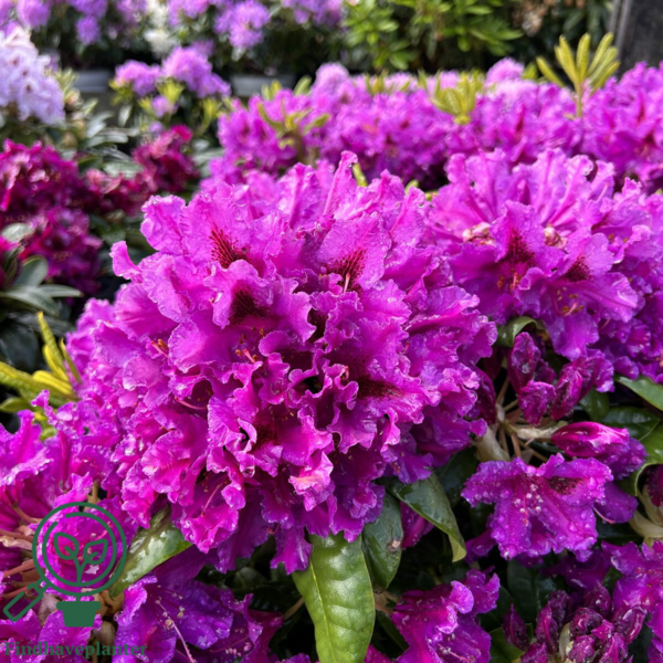 Rhododendron hybrid 'Azurro'