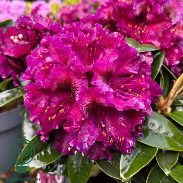 Rhododendron hybrid 'Black Pearl'