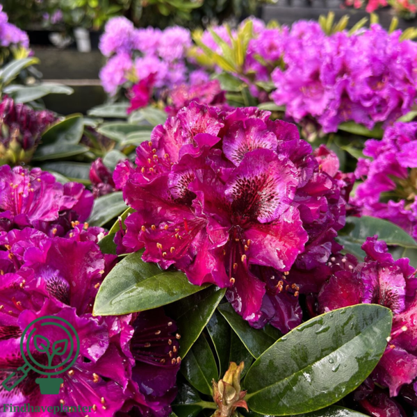 Rhododendron hybrid 'Black Pearl'