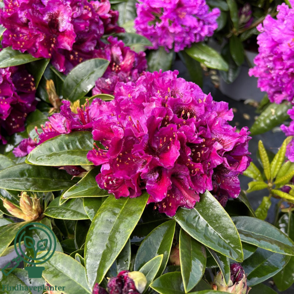 Rhododendron hybrid 'Black Pearl'