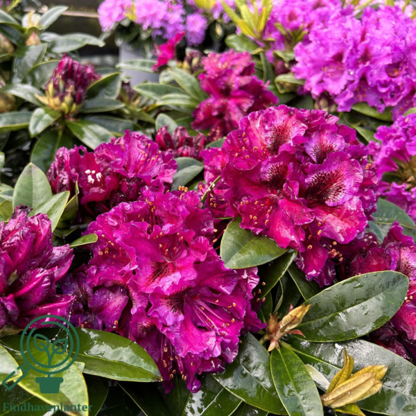 Rhododendron hybrid 'Black Pearl'