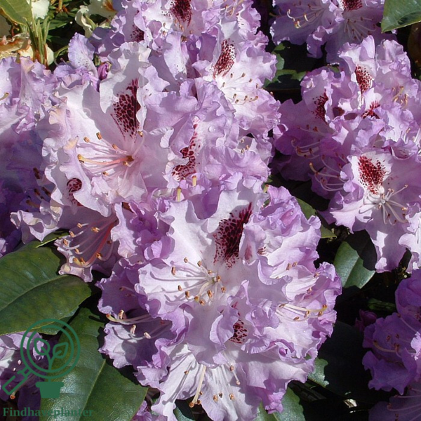 Rhododendron hybrid 'Blue Peter'