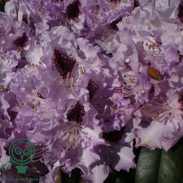 Rhododendron hybrid 'Blue Peter'