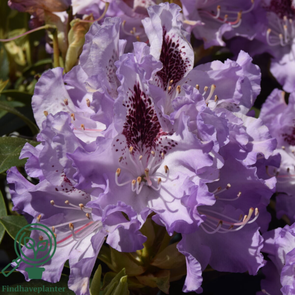 Rhododendron hybrid 'Blue Peter'
