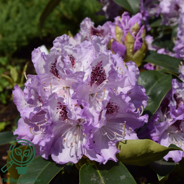 Rhododendron hybrid 'Blue Peter'