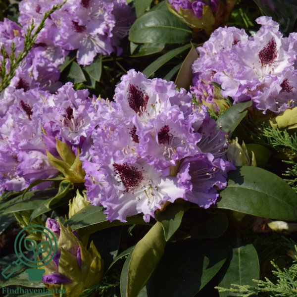 Rhododendron hybrid 'Blue Peter'