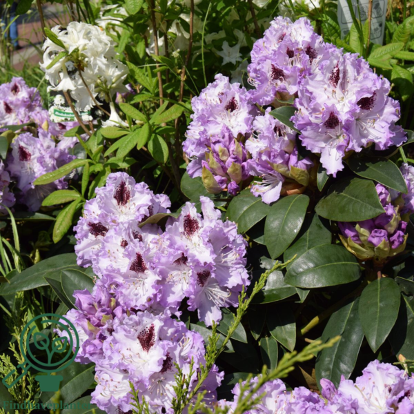 Rhododendron hybrid 'Blue Peter'