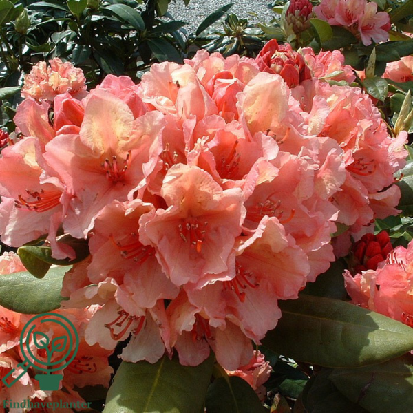 Rhododendron hybrid 'Brasilia'