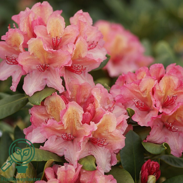 Rhododendron hybrid 'Brasilia'