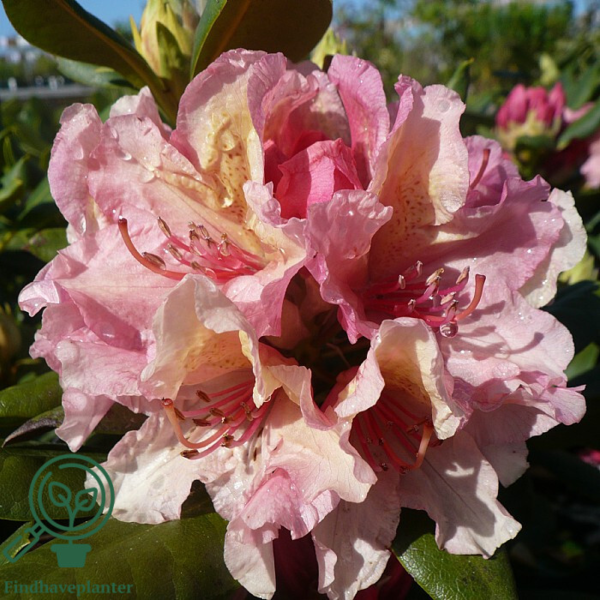 Rhododendron hybrid 'Brasilia'