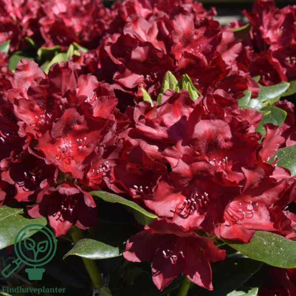 Rhododendron hybrid 'Cherry Kiss'