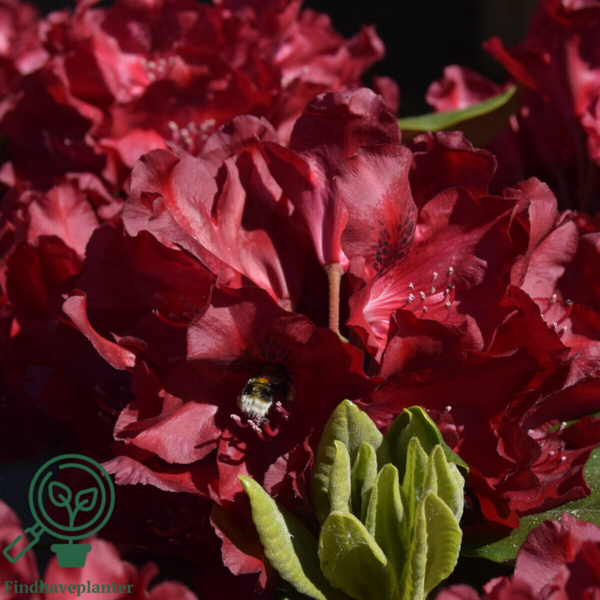 Rhododendron hybrid 'Cherry Kiss'