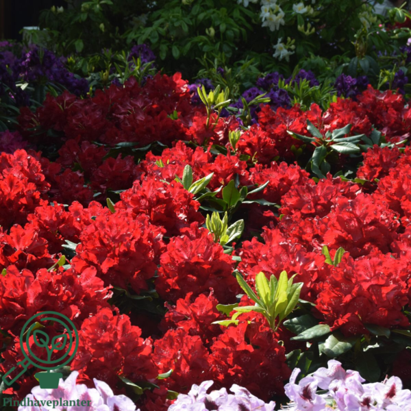 Rhododendron hybrid 'Cherry Kiss'