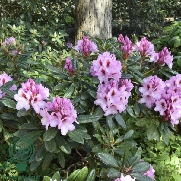 Rhododendron hybrid 'Diadem'