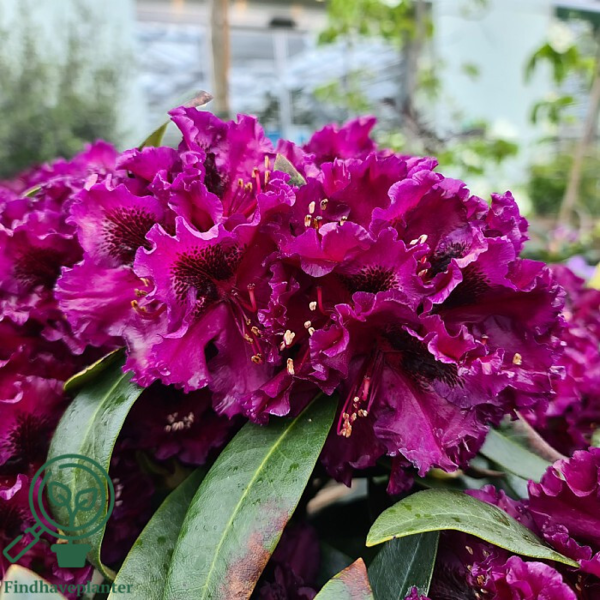 Rhododendron hybrid 'Dramatic Dark'