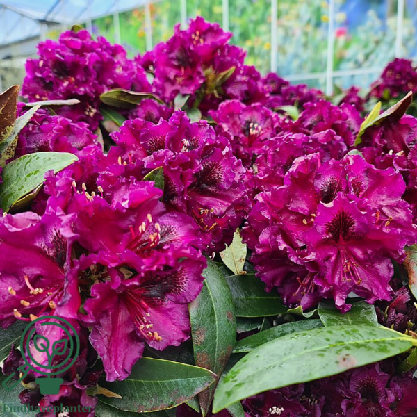 Rhododendron hybrid 'Dramatic Dark'