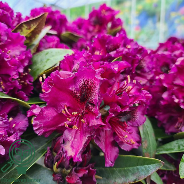 Rhododendron hybrid 'Dramatic Dark'