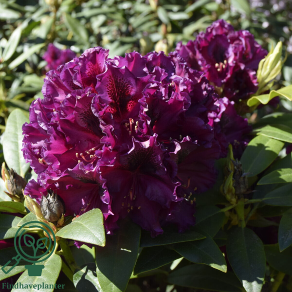 Rhododendron hybrid 'Dramatic Dark'