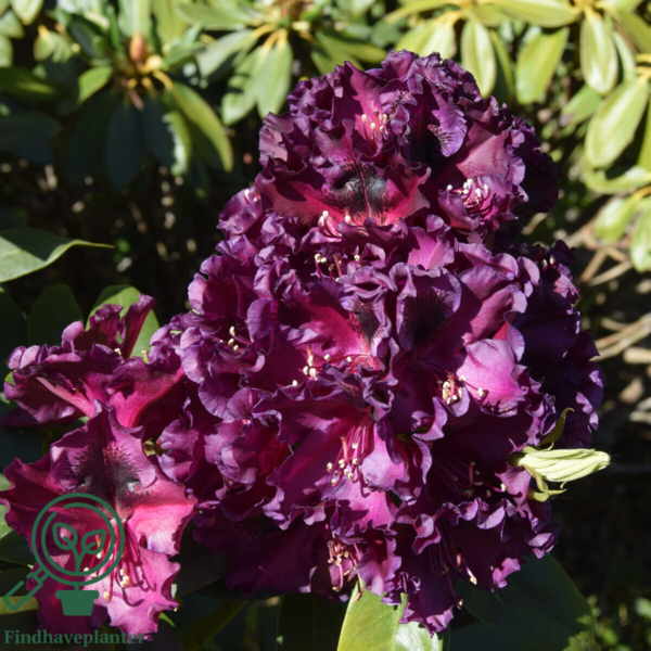 Rhododendron hybrid 'Dramatic Dark'