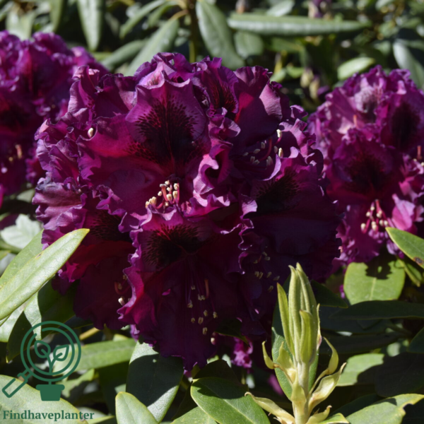 Rhododendron hybrid 'Dramatic Dark'