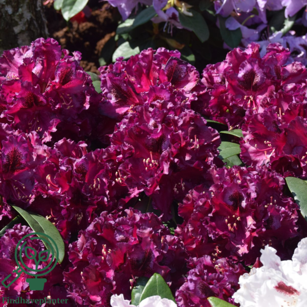 Rhododendron hybrid 'Dramatic Dark'