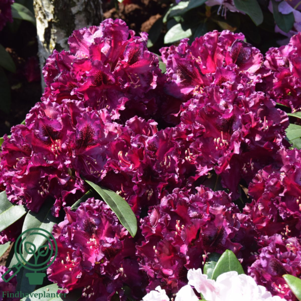 Rhododendron hybrid 'Dramatic Dark'