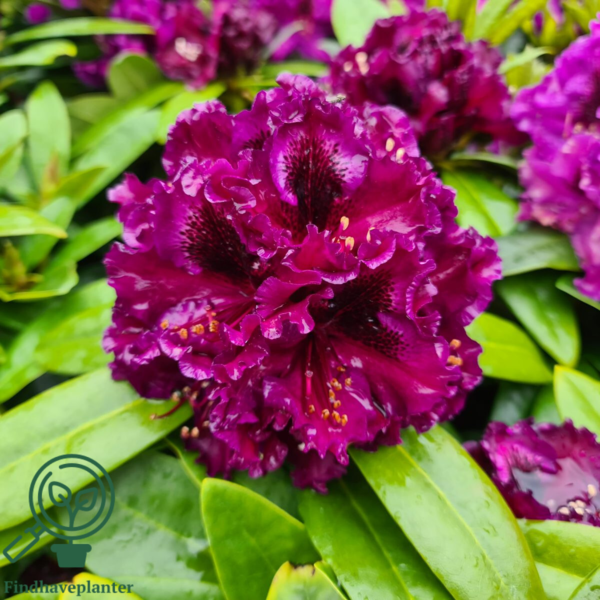 Rhododendron hybrid 'Dramatic Dark'
