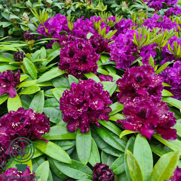 Rhododendron hybrid 'Dramatic Dark'