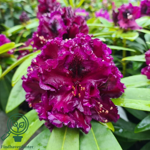 Rhododendron hybrid 'Dramatic Dark'