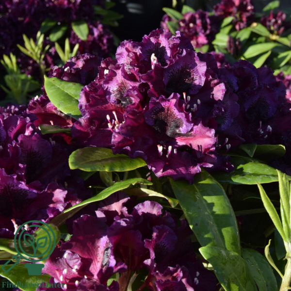 Rhododendron hybrid 'Dramatic Dark'