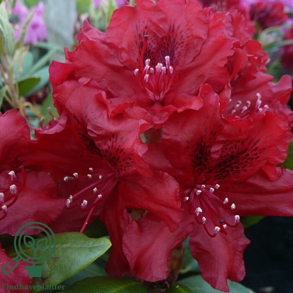 Rhododendron hybrid 'Erato'