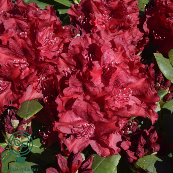 Rhododendron hybrid 'Erato'