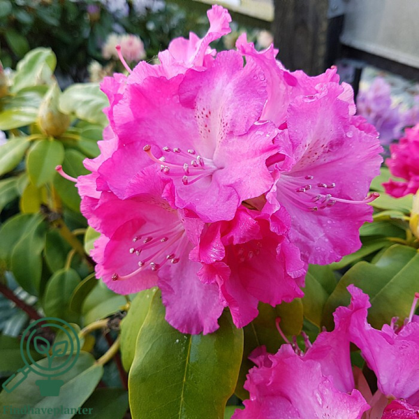 Rhododendron hybrid 'Germania'