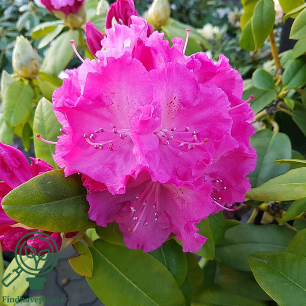 Rhododendron hybrid 'Germania'