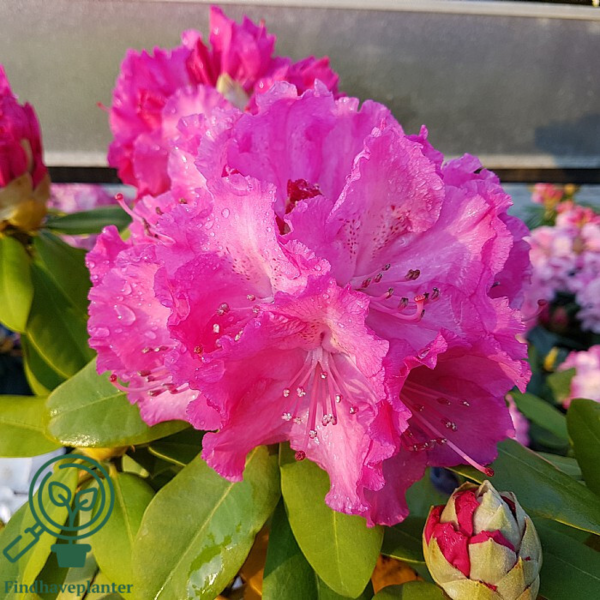 Rhododendron hybrid 'Germania'