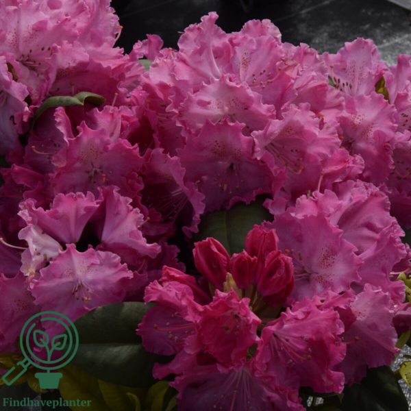 Rhododendron hybrid 'Germania'