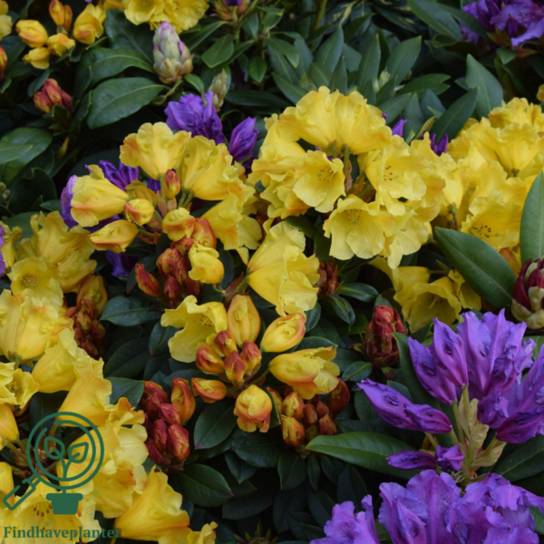 Rhododendron hybrid 'Golden Everest'