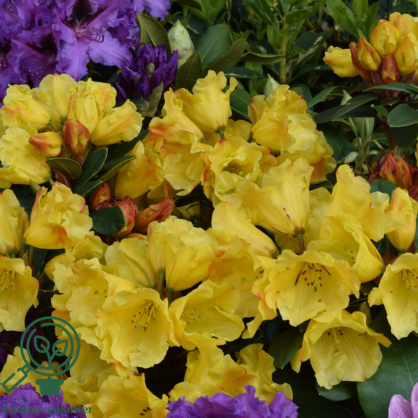 Rhododendron hybrid 'Golden Everest'