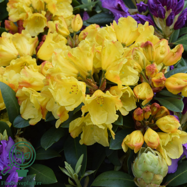 Rhododendron hybrid 'Golden Everest'