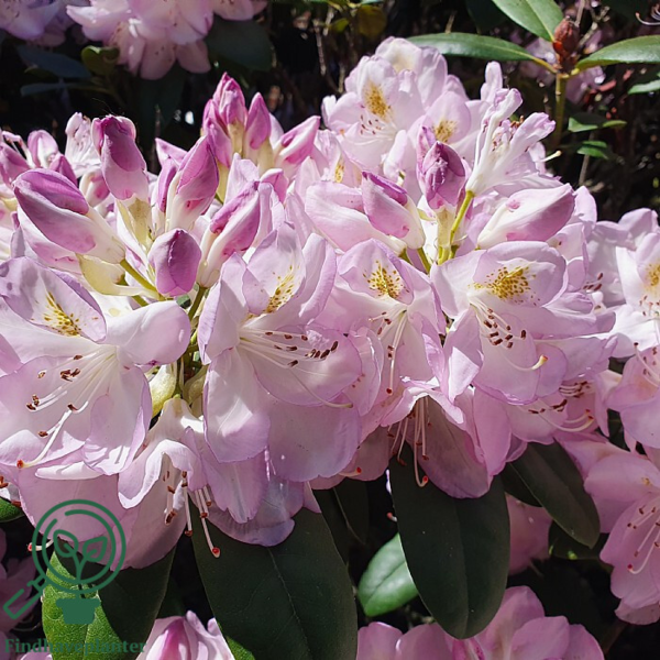 Rhododendron hybrid 'Gomer Waterer'