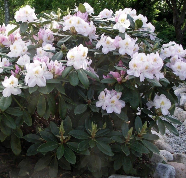 Rhododendron hybrid 'Gomer Waterer'