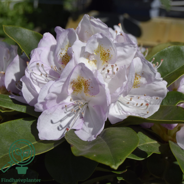 Rhododendron hybrid 'Gomer Waterer'