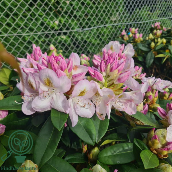 Rhododendron hybrid 'Gomer Waterer'