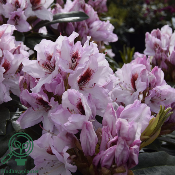 Rhododendron hybrid 'Graffito'