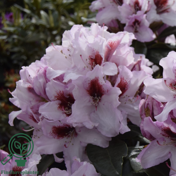 Rhododendron hybrid 'Graffito'