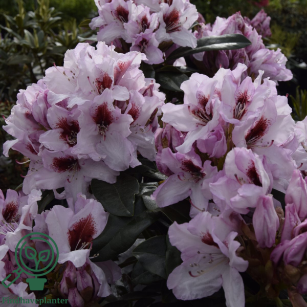 Rhododendron hybrid 'Graffito'