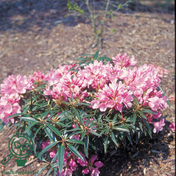 Rhododendron hybrid 'Graziella'