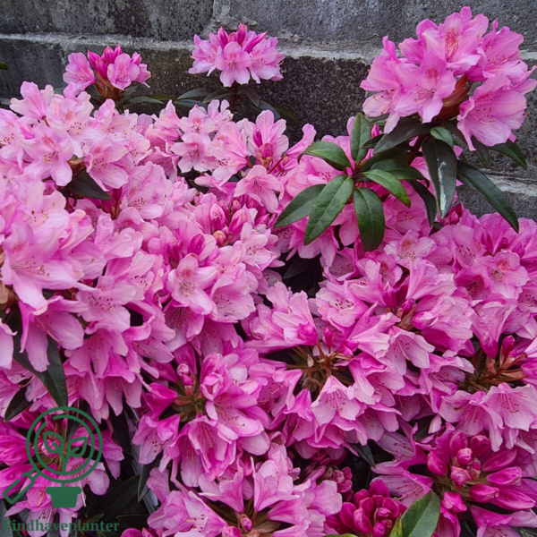 Rhododendron hybrid 'Graziella'