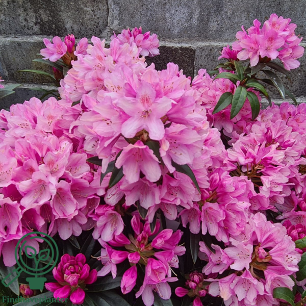 Rhododendron hybrid 'Graziella'