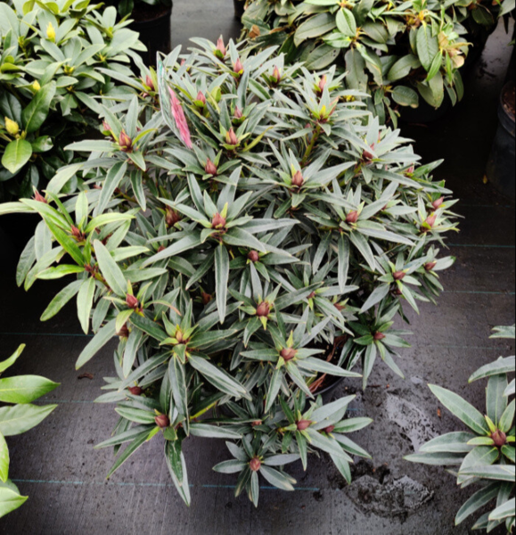 Rhododendron hybrid 'Graziella'